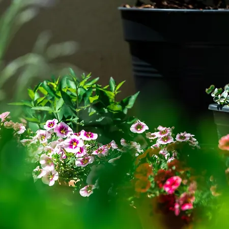度假居 Flower
