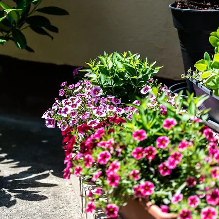 度假居 Flower Hévíz
